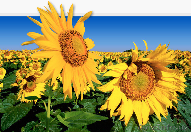 поставки масла - Изображение #1, Объявление #3928