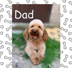 Gorgeous Miniature Goldendoodle Puppy - Girl
