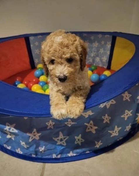 Stunning Small Miniature Goldendoodle Puppies +1(559) 745-5646 - Изображение #1, Объявление #1741309